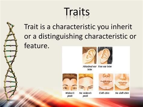 Distinguishing trait or feature Syllatiles [ Answers ].